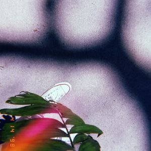 Meet your Posher, Elsie